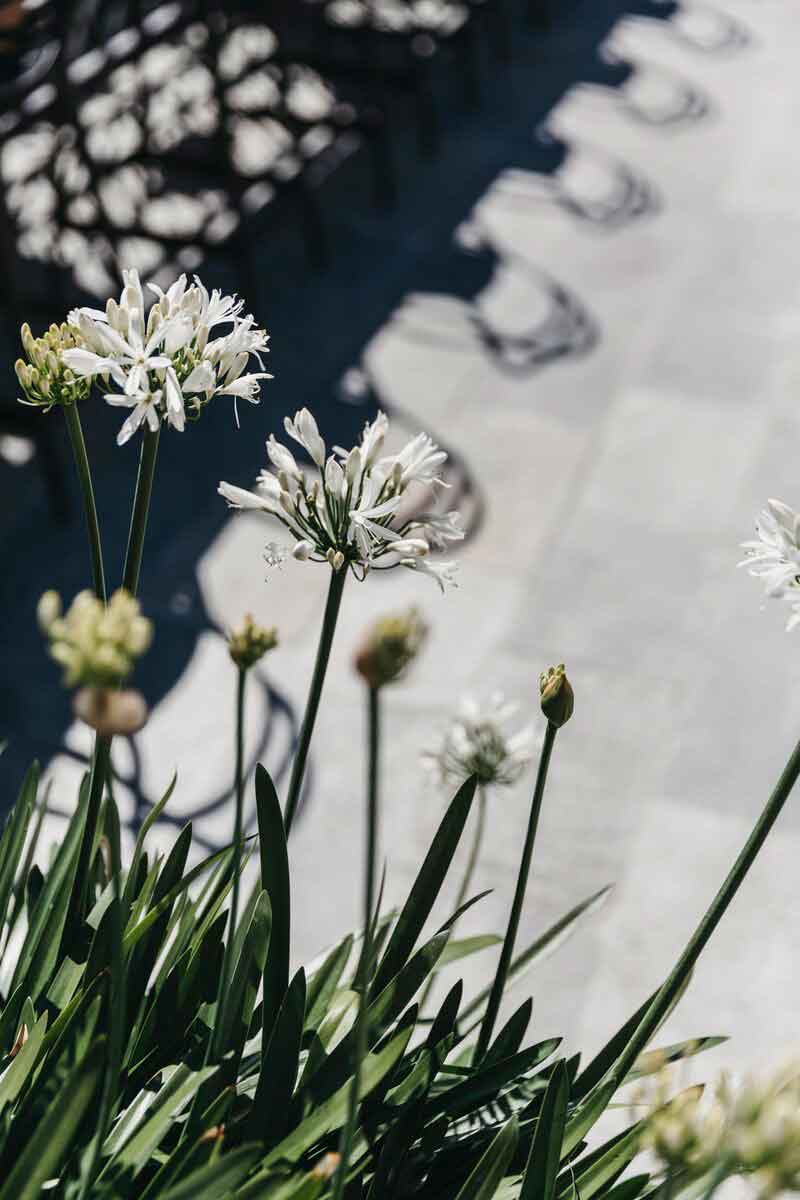 Nahaufnahme von weißen Blumen
